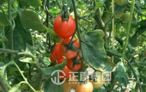 3499拉斯维加斯·(中国游)官方网站入口